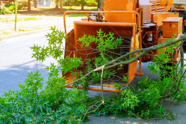 Best Emergency Tree Removal  in Oak Grove, AL